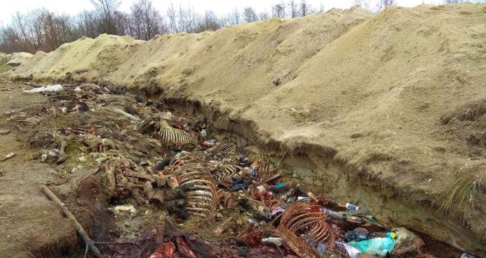 В урочищі біля Львова знайшли скотомогильник В урочищі біля Львова знайшли скотомогильник