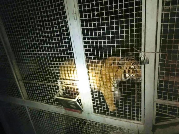 У Києві поліцейські знайшли шість покинутих тигрів У Києві поліцейські знайшли шість покинутих тигрів