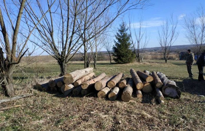 На Старосамбірщині знову виявили незаконну вирубку На Старосамбірщині знову виявили незаконну вирубку