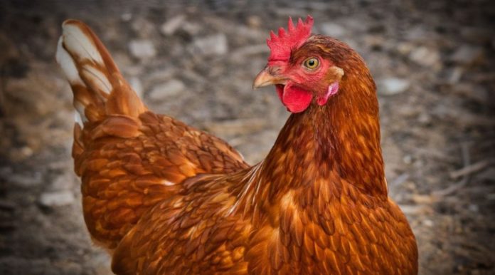 Українцям радять не купувати з рук курятину та яйця через спалах грипу Українцям радять не купувати з рук курятину та яйця через спалах грипу