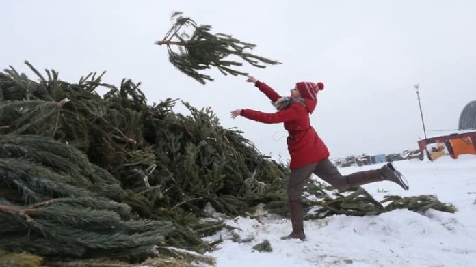 Куди у Львові можна здати використані ялинки Куди у Львові можна здати використані ялинки