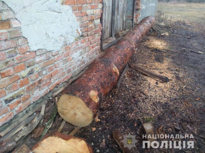 На Львівщині виявили ще один факт незаконної вирубки дерев На Львівщині виявили ще один факт незаконної вирубки дерев