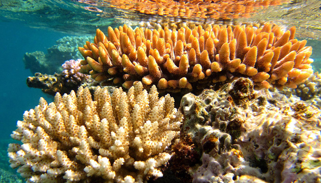 До 90% коралових рифів зникнуть протягом наступних 20 років