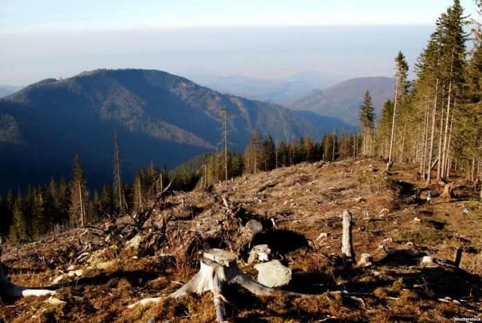 За вкрадені 22 дерева злодій може провести за гратами до 7 років За вкрадені 22 дерева злодій може провести за гратами до 7 років