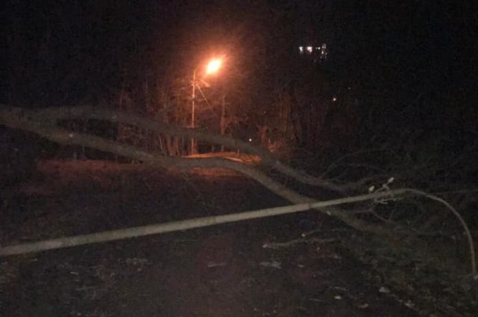 У Снопківському парку вітер повалив дерево, обірвано електроопору У Снопківському парку вітер повалив дерево, обірвано електроопору