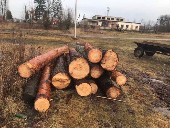 На Львівщині вилучили з пилорами незаконно зрубані сосни та липи На Львівщині вилучили з пилорами незаконно зрубані сосни та липи