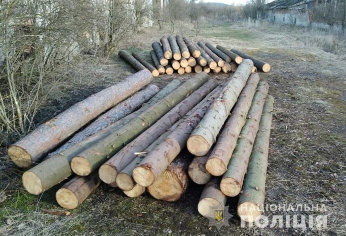 Поліцейські Львівщини розслідують справу про незаконні вирубки Поліцейські Львівщини розслідують справу про незаконні вирубки