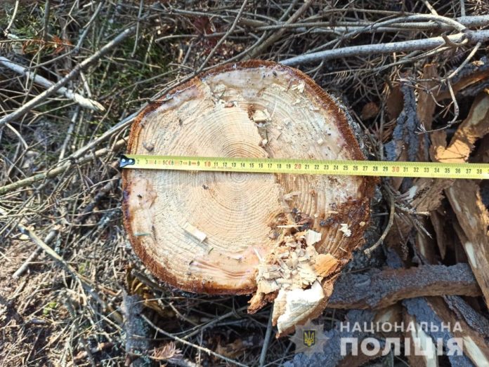 Поліція передала до суду справу про незаконну вирубку на Львівщині Поліція передала до суду справу про незаконну вирубку на Львівщині