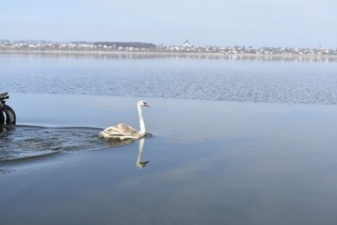 На Львівщині селяни вилікували лебедя (фото) На Львівщині селяни вилікували лебедя (фото)