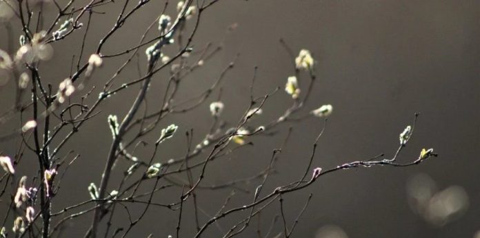 Заморозки і дощі: cиноптики розповіли про погоду в Україні на вихідних Заморозки і дощі: cиноптики розповіли про погоду в Україні на вихідних