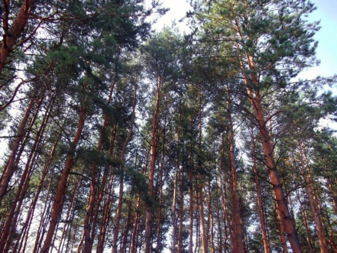 На Львівщині лісові господарства сплатили понад 88 мільйонів податків