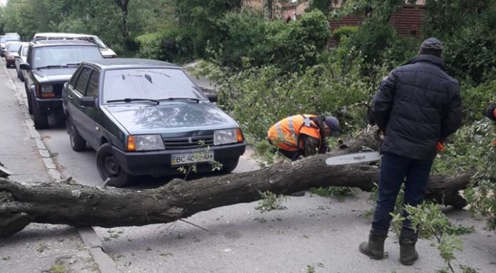 Сильний вітер повалив у Львові дерева (фото) Сильний вітер повалив у Львові дерева (фото)