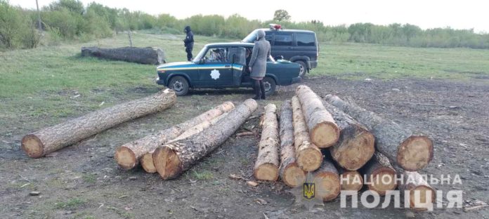 На Львівщині зафіксували несанкціонований зруб сосни На Львівщині зафіксували несанкціонований зруб сосни