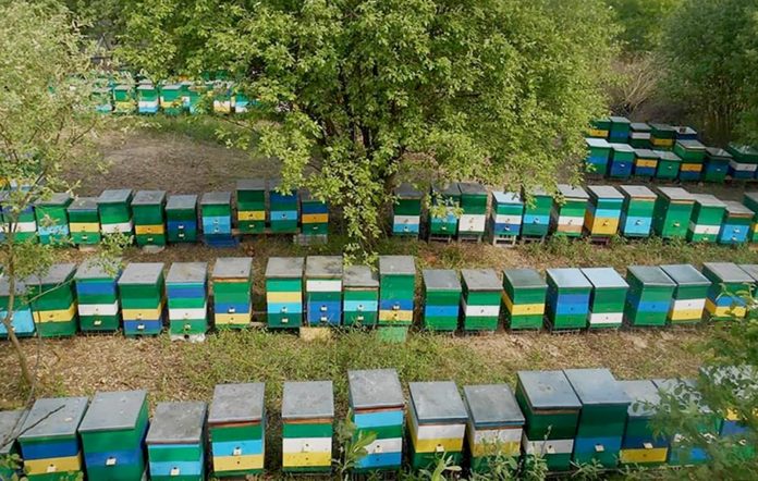 «Невід’ємний атрибут моїх літніх канікул», – бджоляр Богдан Сімак про хобі родом з дитинства «Невід’ємний атрибут моїх літніх канікул», – бджоляр Богдан Сімак про хобі родом з дитинства