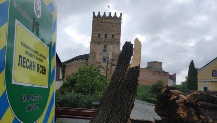 У Луцьку буревій знищив унікальний 200-річний Лесин ясен У Луцьку буревій знищив унікальний 200-річний Лесин ясен