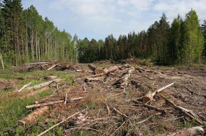 Посадовця держпідприємства судитимуть за вирубку лісу на понад 1,3 млн гривень Посадовця держпідприємства судитимуть за вирубку лісу на понад 1,3 млн гривень