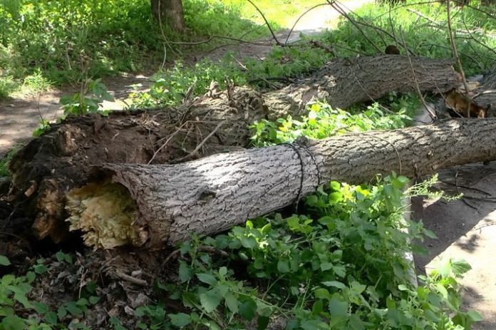 У Львові дерево травмувало жінку У Львові дерево травмувало жінку