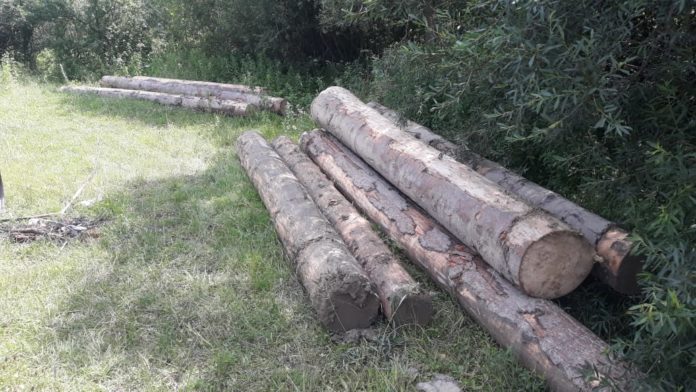 На Львівщині вилучили незаконно зрубані ялиці та сосни На Львівщині вилучили незаконно зрубані ялиці та сосни