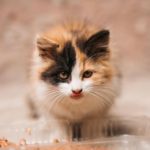 «Львівські лапи»: як шукають родини для покинутих собак і котів (фото) - 5