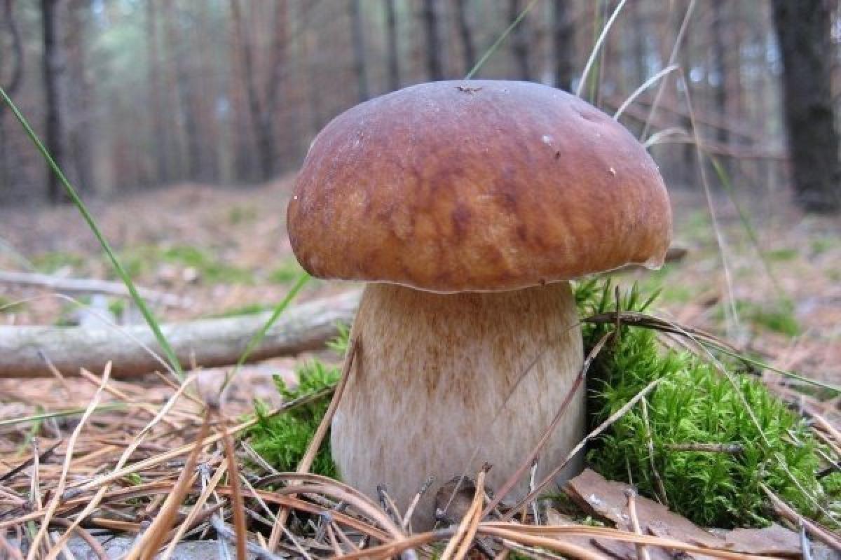Торік чверть сотні українців померли від отруєння грибами