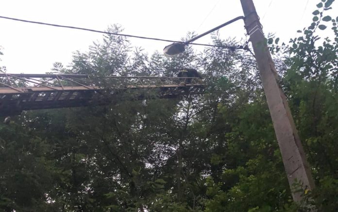У Львові рятувальники зняли кота, що три дні просидів на дереві У Львові рятувальники зняли кота, що три дні просидів на дереві