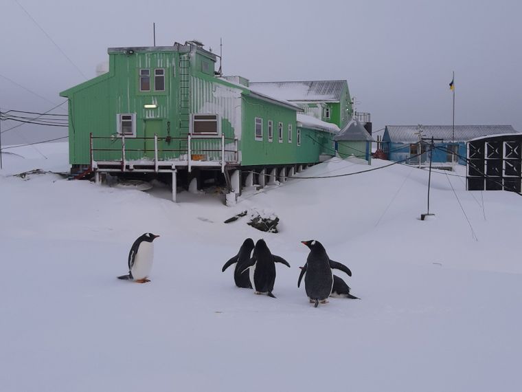 На станцію «Академік Вернадський» завітали пінгвіни (фото)