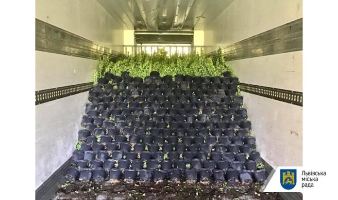 У львівських парках висадять 6 000 кущів бірючини У львівських парках висадять 6 000 кущів бірючини