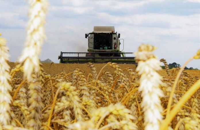 Аграрії Львівщини зібрали зернових на площі понад 230 тисяч гектарів Аграрії Львівщини зібрали зернових на площі понад 230 тисяч гектарів