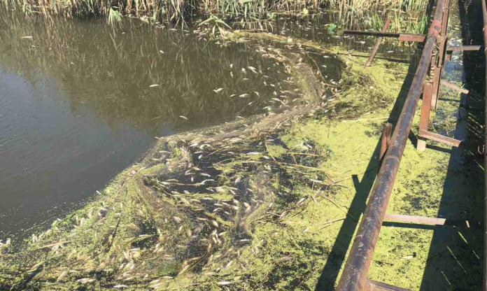 В одному з водосховищ Львівщини сталася масова загибель риби В одному з водосховищ Львівщини сталася масова загибель риби