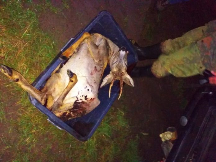 На Львівщині спіймали браконьєра, який вбив козулю (фото) На Львівщині спіймали браконьєра, який вбив козулю (фото)