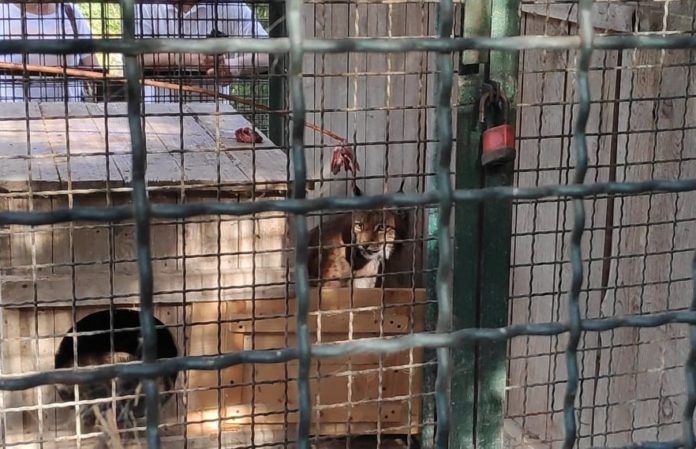 Життя у неволі, або Чому дикі тварини опиняються у клітках Життя у неволі, або Чому дикі тварини опиняються у клітках