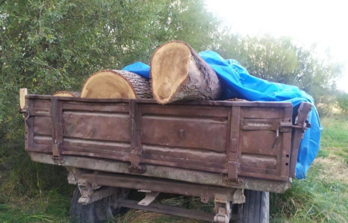 На Львівщині судитимуть зловмисника за незаконну зрубку дерев На Львівщині судитимуть зловмисника за незаконну зрубку дерев