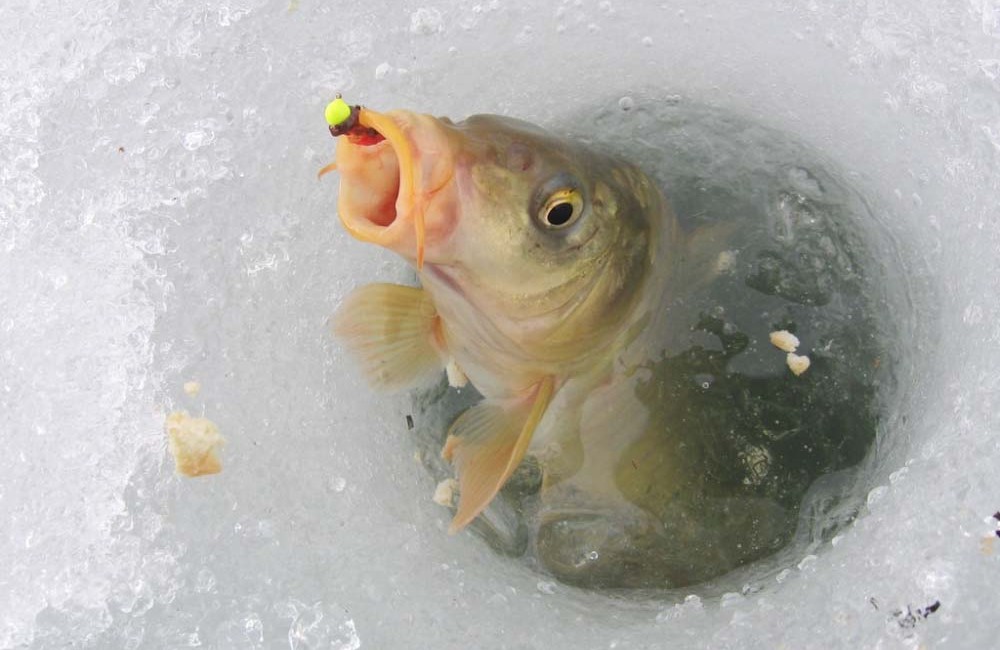 На Львівщині забороняють вилов риби у зимувальних ямах