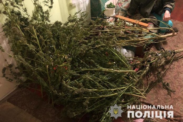 На Львівщині у наркоділка вилучили більше десяти кілограмів марихуани На Львівщині у наркоділка вилучили більше десяти кілограмів марихуани