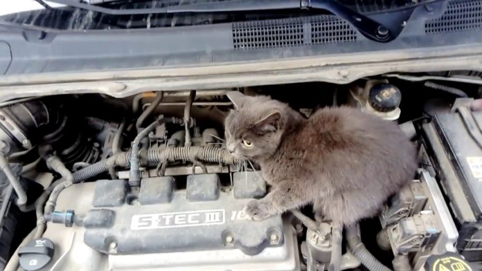 У Червонограді рятувальники витягнули кота з-під капоту автомобіля У Червонограді рятувальники витягнули кота з-під капоту автомобіля