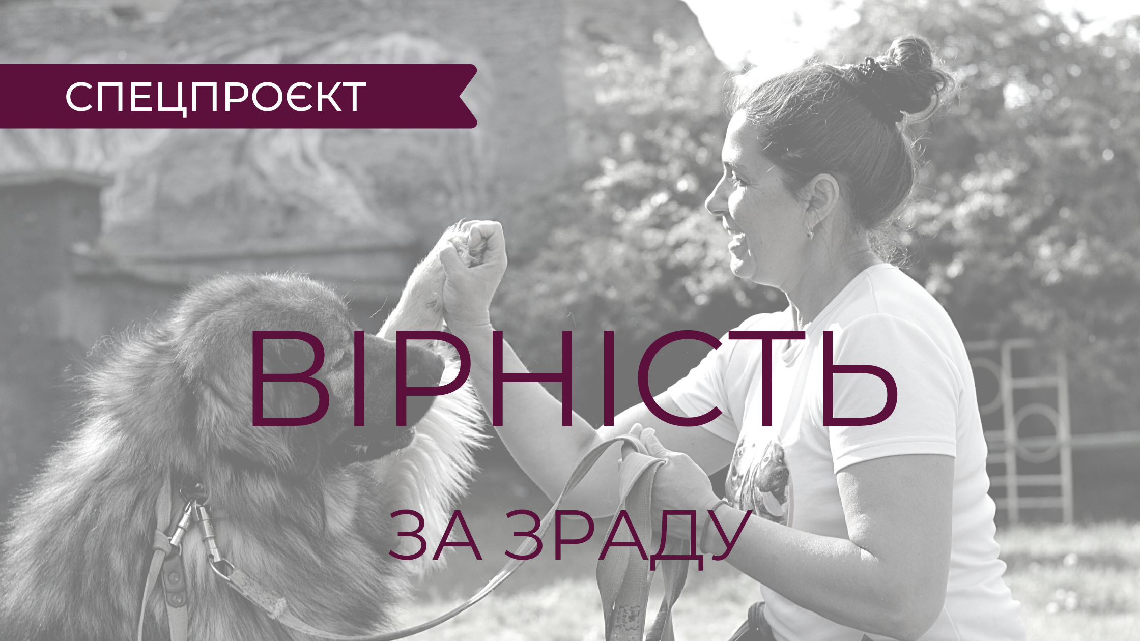 Щасливі історії тварин, які знайшли домівку, трапляються ближче до різдвяних свят - 10