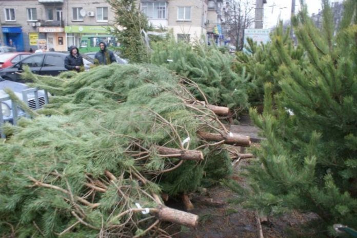 Лісова охорона продовжує перевірки у місцях продажу новорічних ялинок Лісова охорона продовжує перевірки у місцях продажу новорічних ялинок