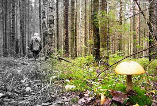 На Львівщині розшукали підлітків, які заблукали в лісі