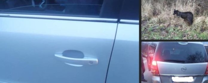 На Львівщині чоловік їхав автомобілем із прив’язаним до фаркопу собакою: відкрито провадження На Львівщині чоловік їхав автомобілем із прив’язаним до фаркопу собакою: відкрито провадження
