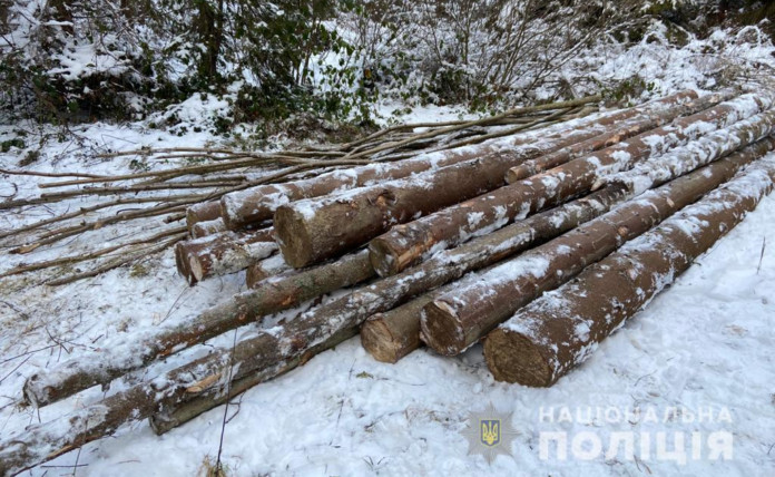 Мешканцю Турківщини який рубав дерева у дандшафтному парку повідомили про підозру Мешканцю Турківщини який рубав дерева у дандшафтному парку повідомили про підозру