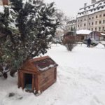 У центрі Львова встановили будку для безпритульної собаки (фото) - 2