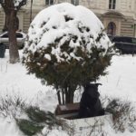 У центрі Львова встановили будку для безпритульної собаки (фото) - 3
