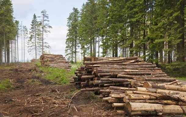 Справу з розкрадання деревини на понад 2,6 мільйонів скерували до суду