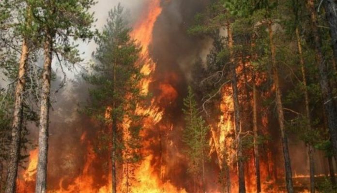 Початок пожежного періоду в Україні прогнозують на кінець березня Початок пожежного періоду в Україні прогнозують на кінець березня