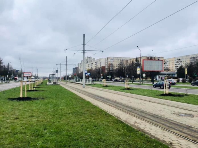 У Львові з’явилась алея чорних італійських тополь (фото) У Львові з’явилась алея чорних італійських тополь (фото)