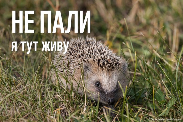 Жертви вогню. Чому не можна спалювати суху траву Жертви вогню. Чому не можна спалювати суху траву