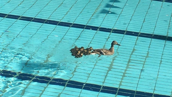 У Львові качка з каченятами влаштувала заплив у басейні СКА