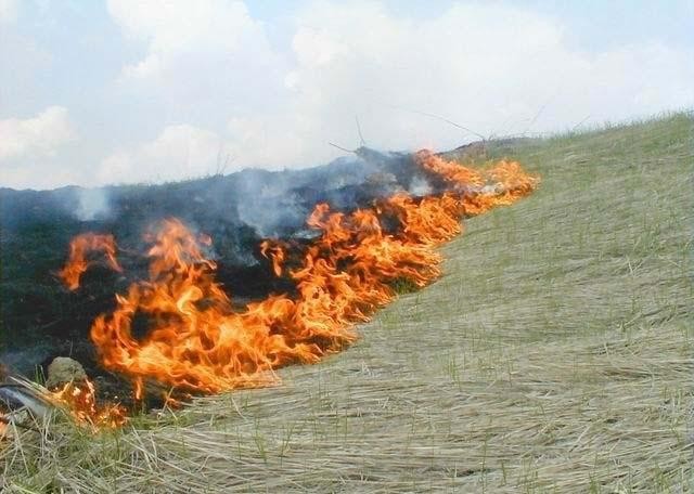 спалювання трави