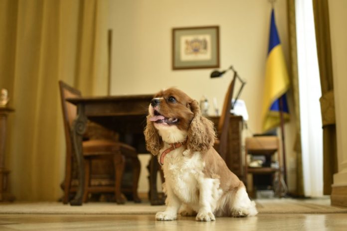 Мер Садовий сьогодні прийшов на роботу зі своїм собакою Мер Садовий сьогодні прийшов на роботу зі своїм собакою