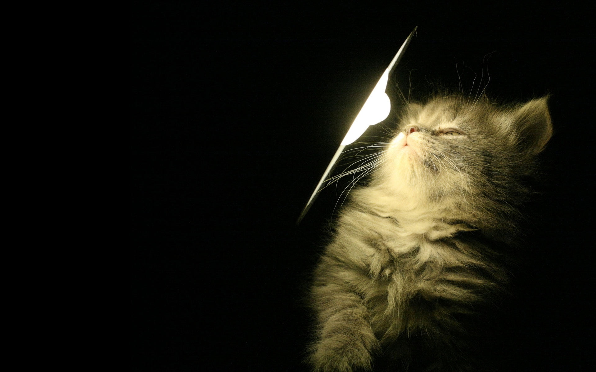 kitty-fluffy-light-lamp-wallpaper